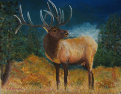 bull elk